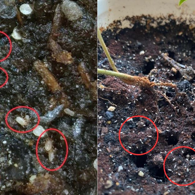 What are the tiny white bugs in the soil?