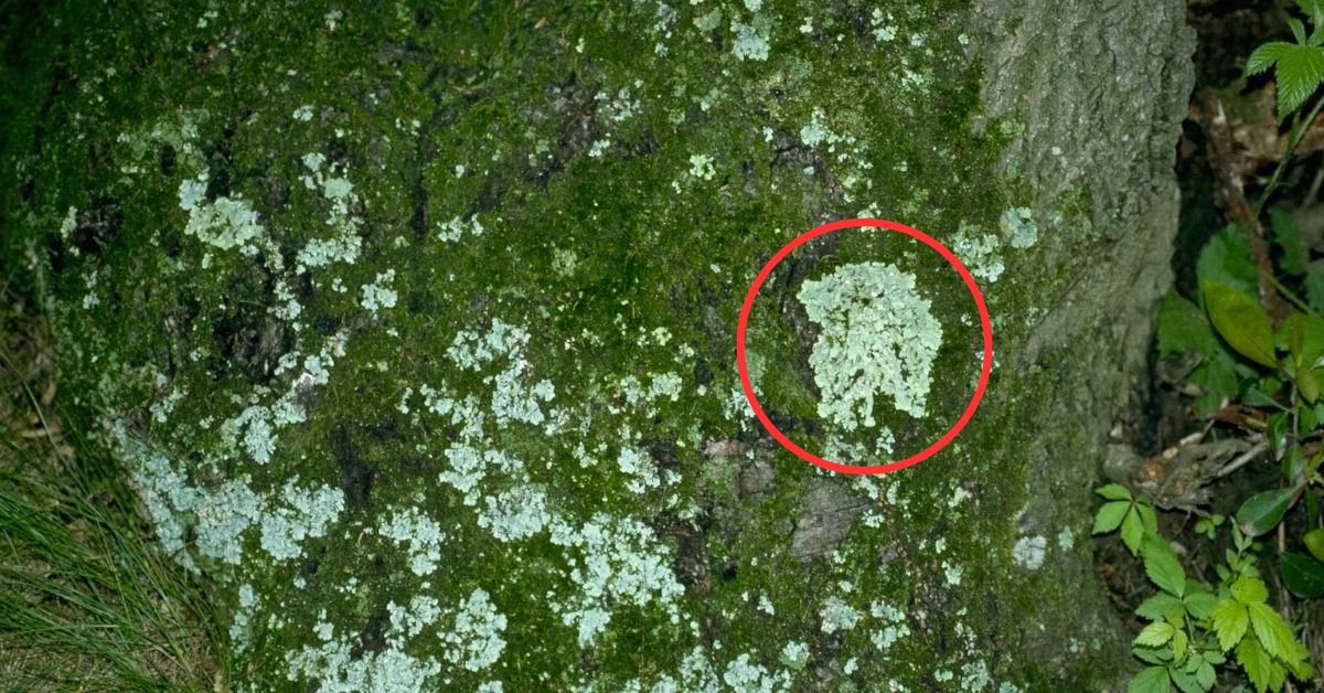 What should I do if there is moss growing on tree branches?