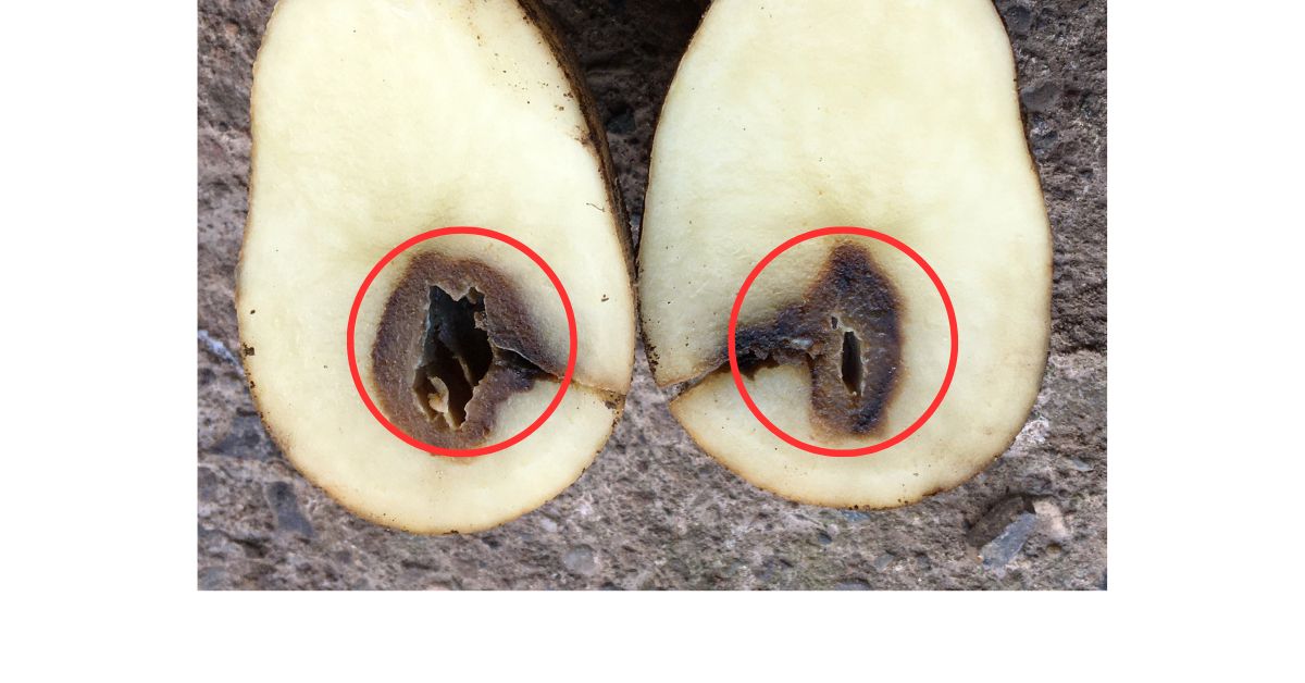 Why do fruits develop black heart and hollow problems?