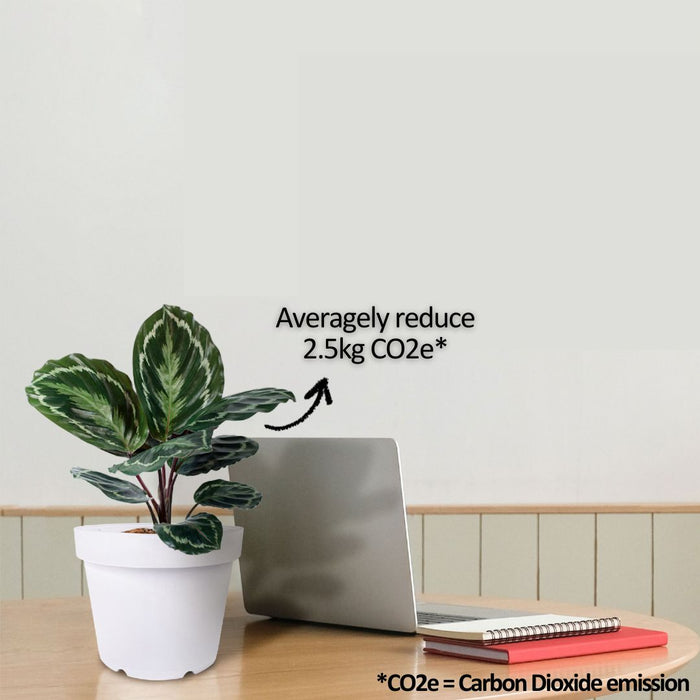 2 pcs of Baba Diameter 23cm【TN-3450】Flower Pot