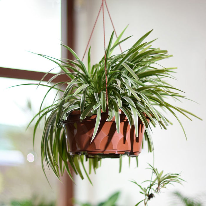 Baba Biodegradable SC Series Flower Pot【SC-220/ SC-260/ SC-310】