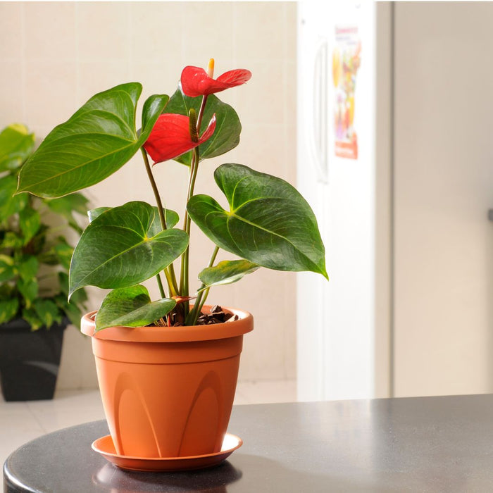 Baba Arch Series Biodegradable Flower Pot【AR-230/ AR-280/ AR-330】
