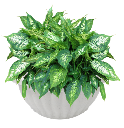 Baba【BI-206】Flower Pot