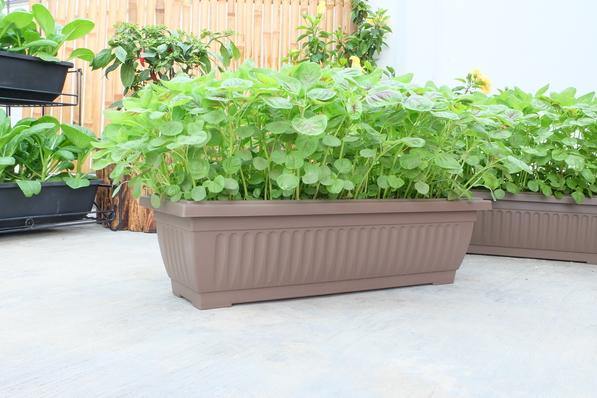 Urban Farming Package - Green Round Amaranth + Amaranth Red Autumn-Vegetable Garden-Baba E Shop