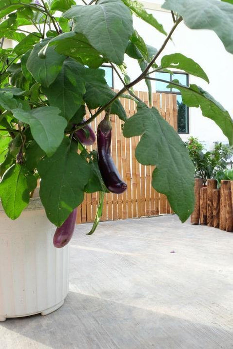 Urban Farming Package - Long Brinjal-Vegetable Garden-Baba E Shop