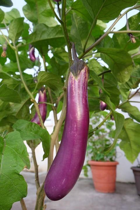 Urban Farming Package - Long Brinjal-Vegetable Garden-Baba E Shop