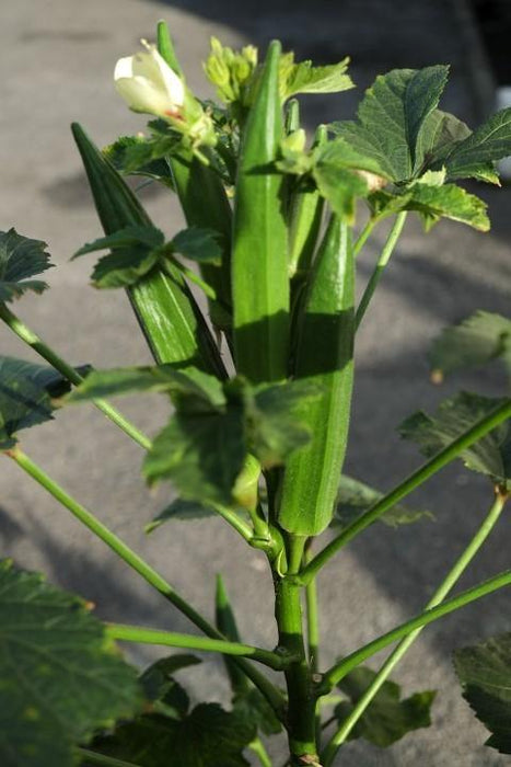 Urban Farming Package - Okra-Vegetable Garden-Baba E Shop