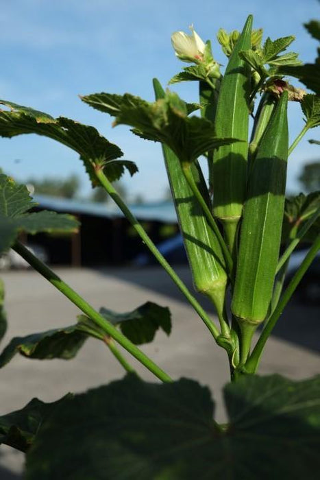 Urban Farming Package - Okra-Vegetable Garden-Baba E Shop