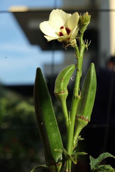 Urban Farming Package - Okra-Vegetable Garden-Baba E Shop