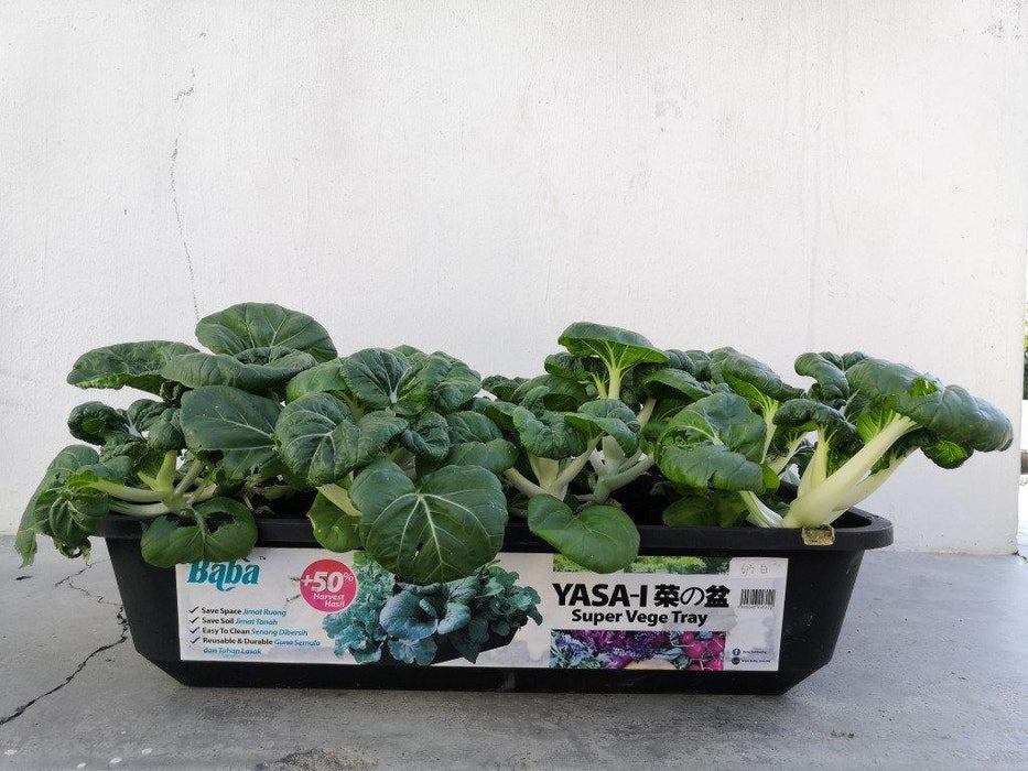 Urban Farming Package - Leafy Vegetables-Vegetable Garden-Baba E Shop