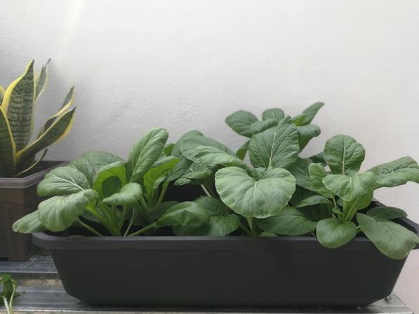 Urban Farming Package - Leafy Vegetables-Vegetable Garden-Baba E Shop