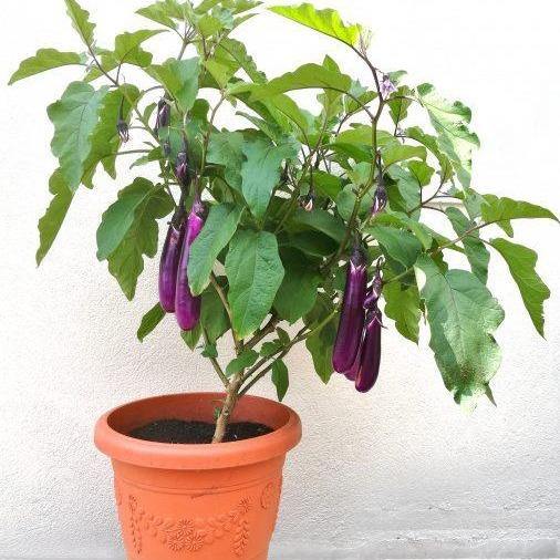 Melon & Beans Home Package - VE-023 F1 Long Brinjal-Vegetable Garden-Baba E Shop