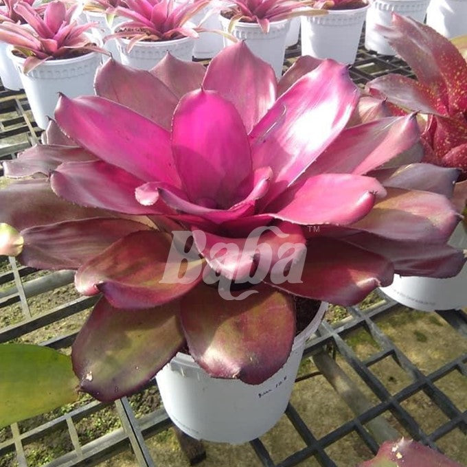 Baba Biodegradable RD Series Flower Pot【RD-120/ RD-150/ RD-170】