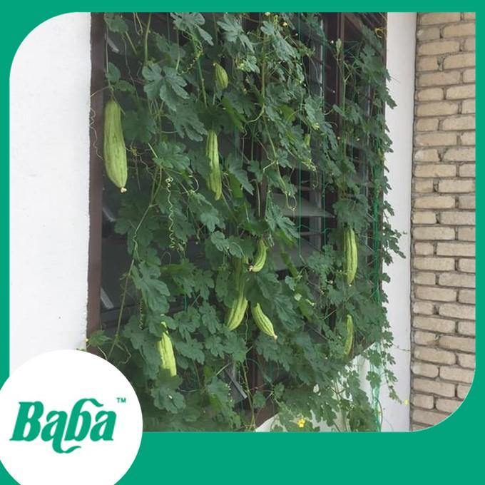 Baba Smart Grow Seed: VE-019 Fleshy Bitter Gourd-Seeds-Baba E Shop
