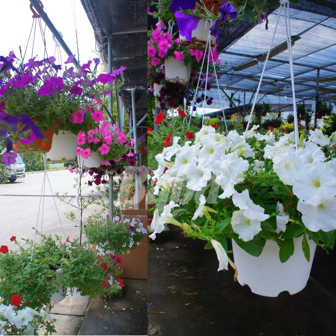 Baba Biodegradable RD Series Flower Pot【RD-120/ RD-150/ RD-170】