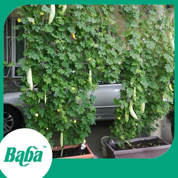 Baba Smart Grow Seed: VE-019 Fleshy Bitter Gourd-Seeds-Baba E Shop
