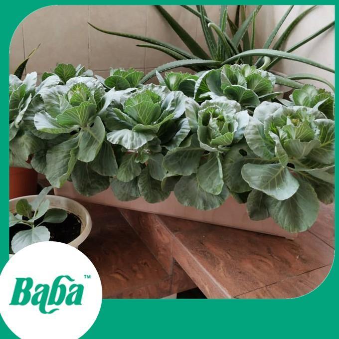 Baba Smart Grow Seed: VE-043 F1 Cabbage-Seeds-Baba E Shop