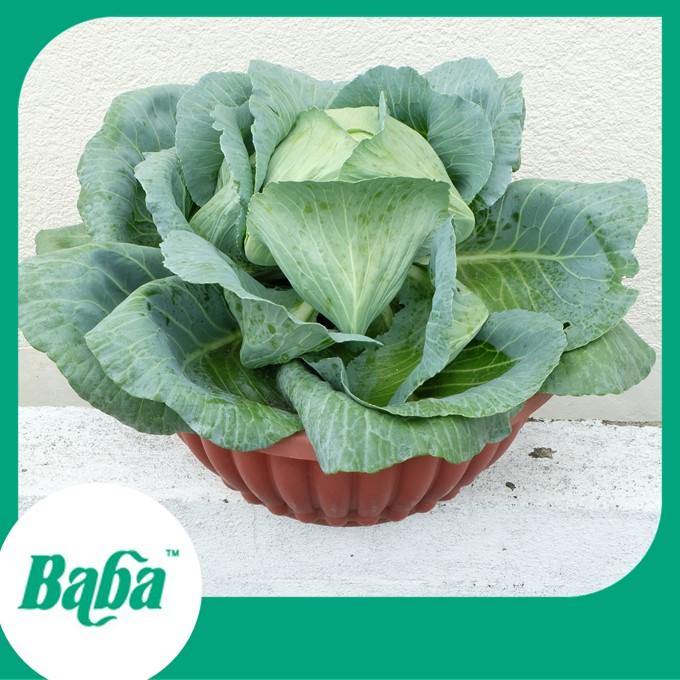 Baba Smart Grow Seed: VE-043 F1 Cabbage-Seeds-Baba E Shop