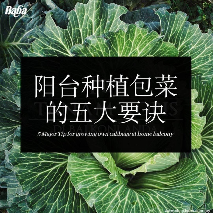 5 Major Tip for Growing Own Cabbage at Home Balcony - Baba E Shop