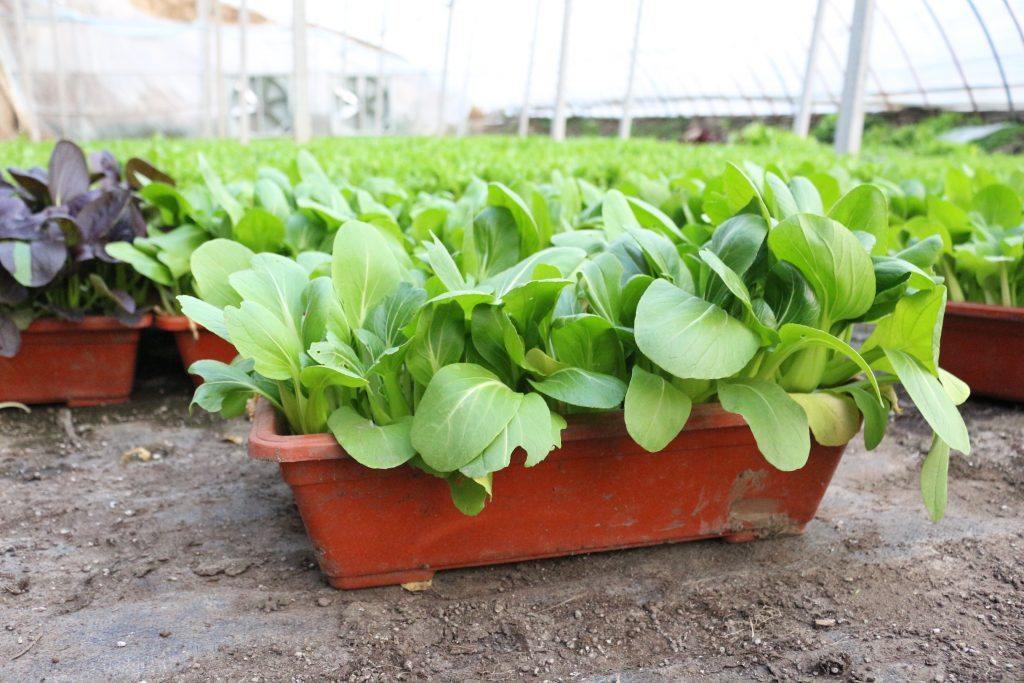5 Tips for Planting Leafy Vegetables in Pot - Baba E Shop