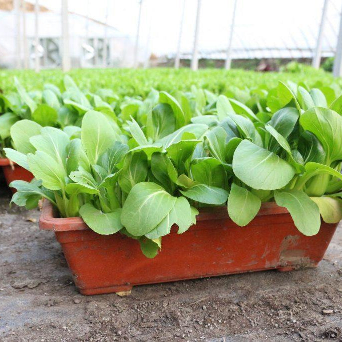 5 Tips for Planting Leafy Vegetables in Pot - Baba E Shop
