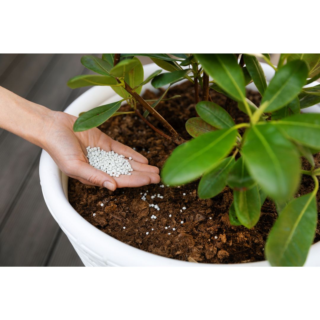 Get To Know Suitable Fertilizers For Your Plant!