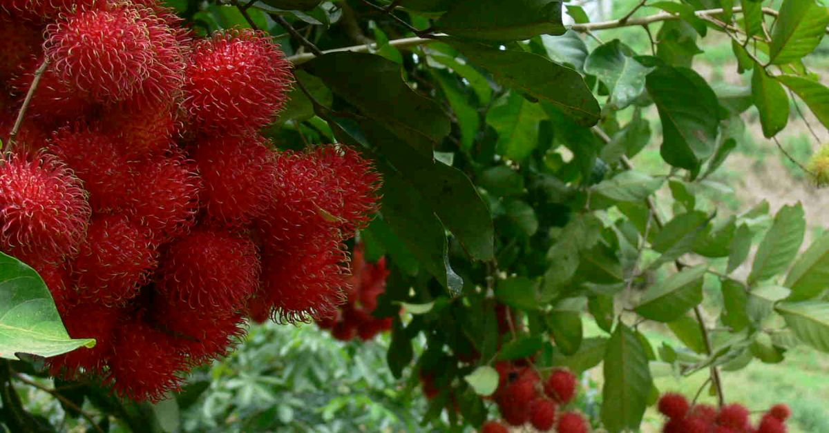 How to fertilize fruit trees?