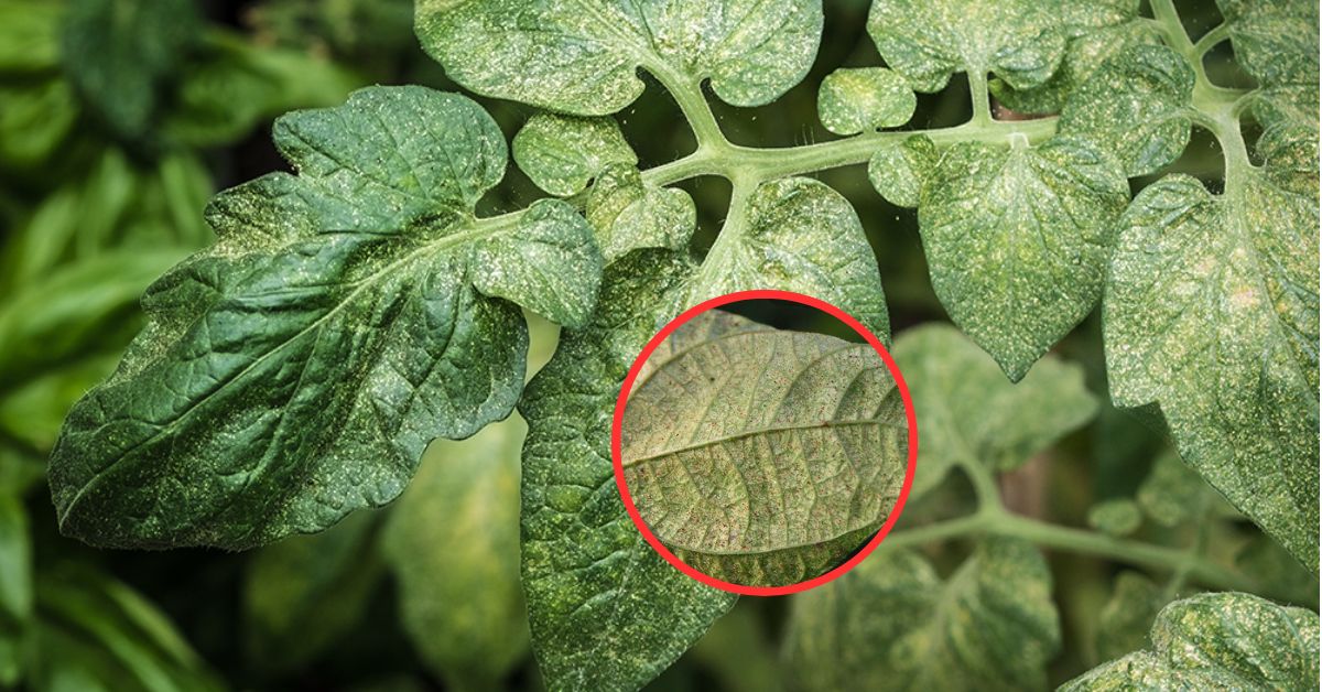 How to get rid of Spider Mites?