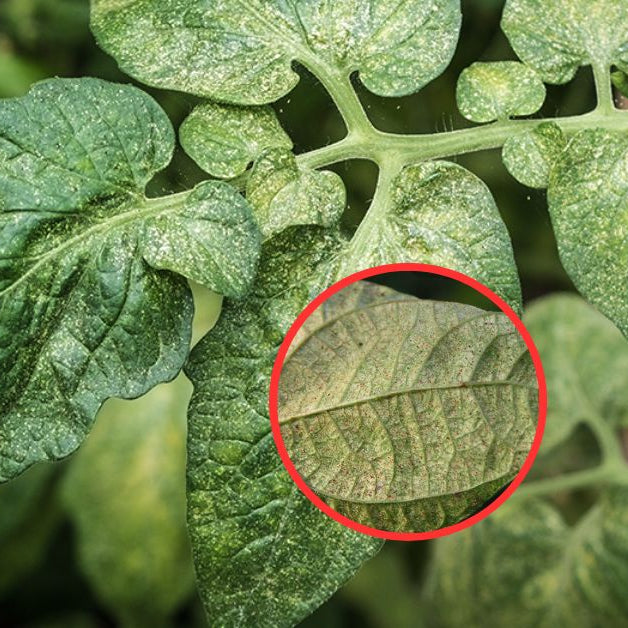 How to get rid of Spider Mites?