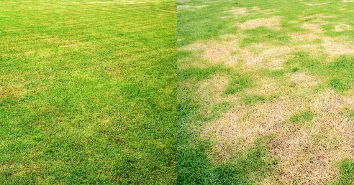 How to solve the problem of yellowing lawn?