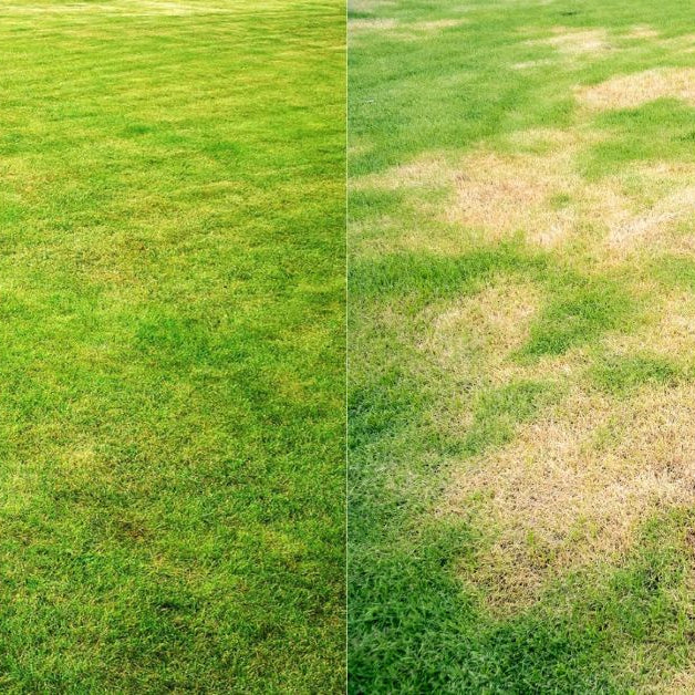 How to solve the problem of yellowing lawn?
