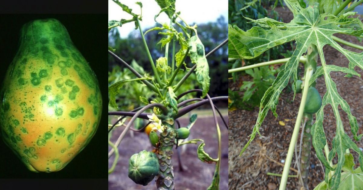 Red Ringspot Virus Papaya tree ringspot virus disease — Baba E Shop