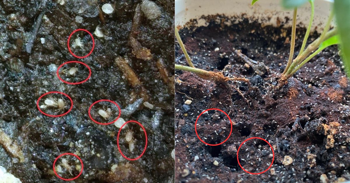 What are the tiny white bugs in the soil?