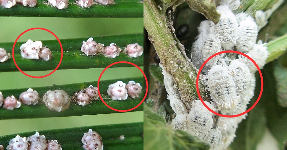 What are the white insects on my plants?