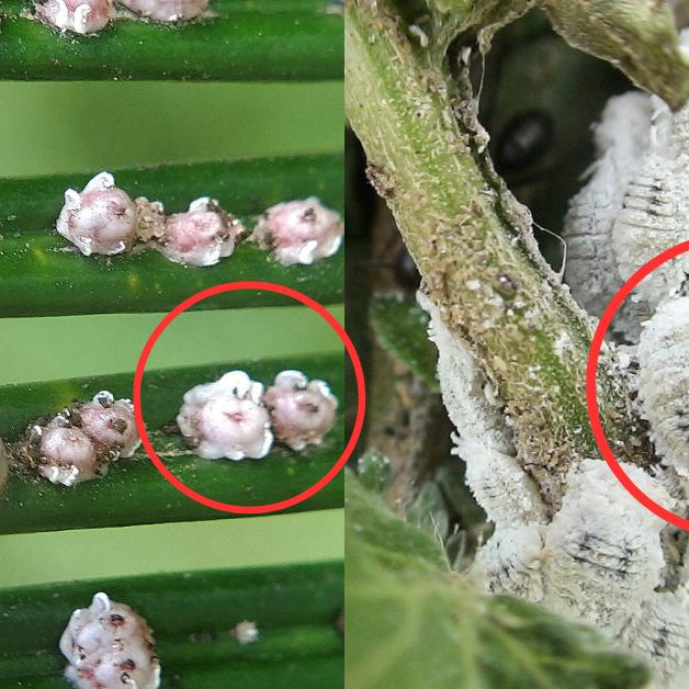 What are the white insects on my plants?