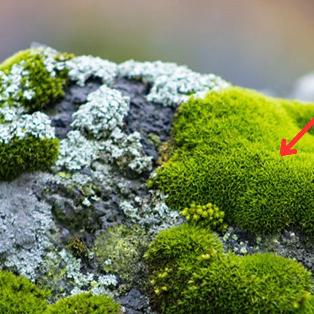What should I do if my soil has moss growing on it?