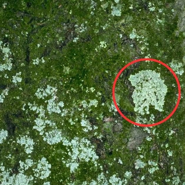 What should I do if there is moss growing on tree branches?
