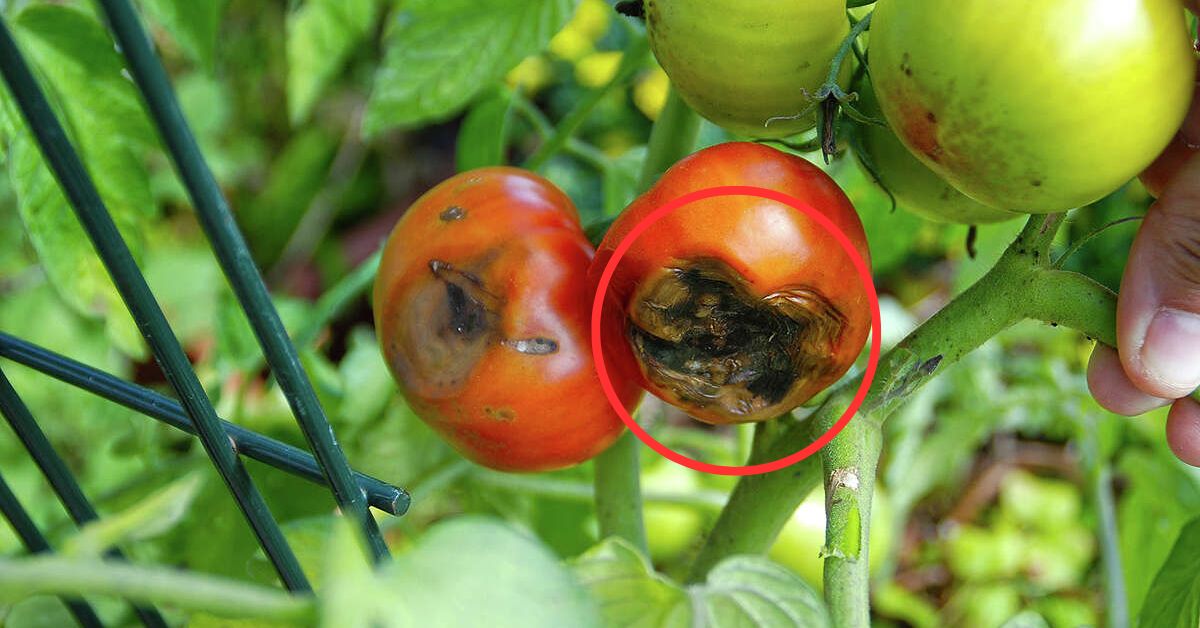What to do when the fruits have blossom-end rot?