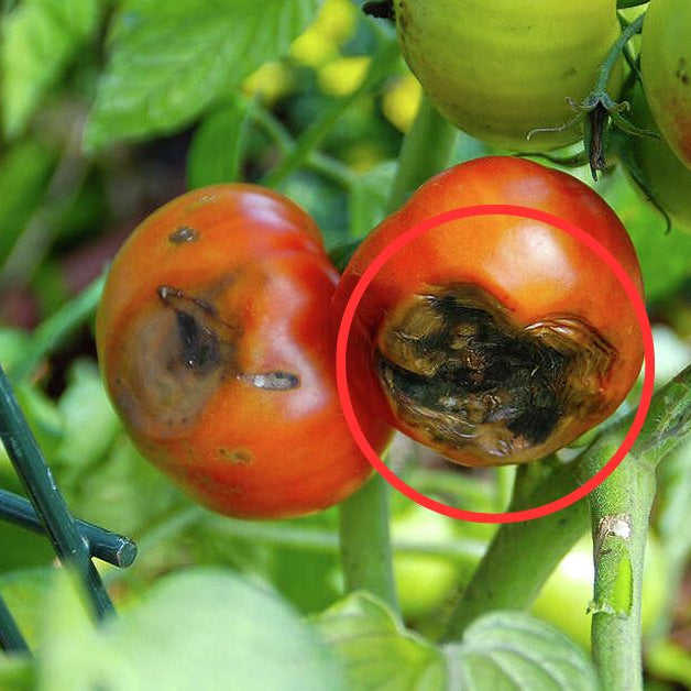 What to do when the fruits have blossom-end rot?