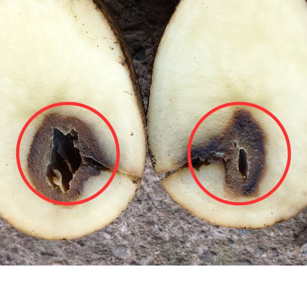 Why do fruits develop black heart and hollow problems?