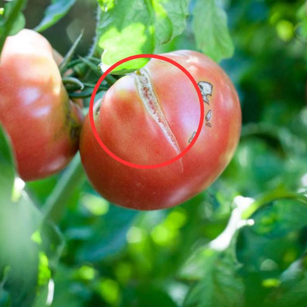 Why do fruits develop cracks (fruit cracking issue)?