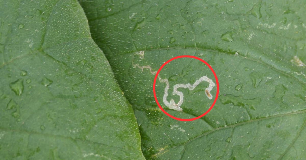 Why there is squiggly trails on the leaves?