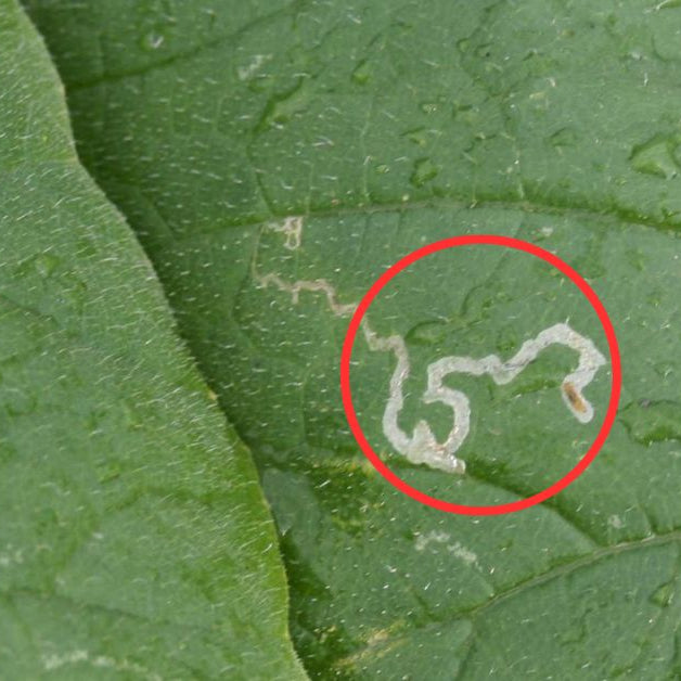 Why there is squiggly trails on the leaves?
