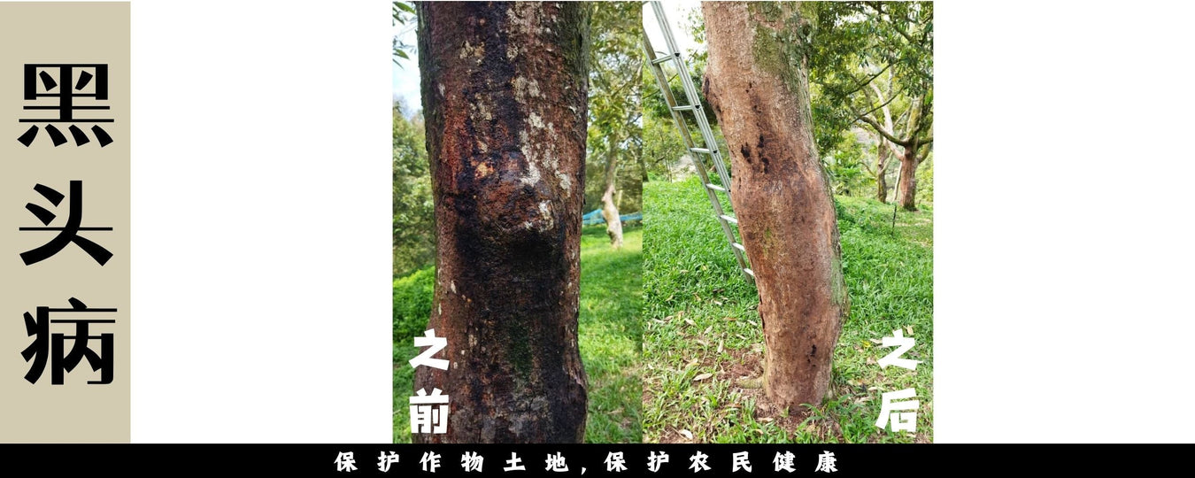 Durian Canker 榴莲黑头病