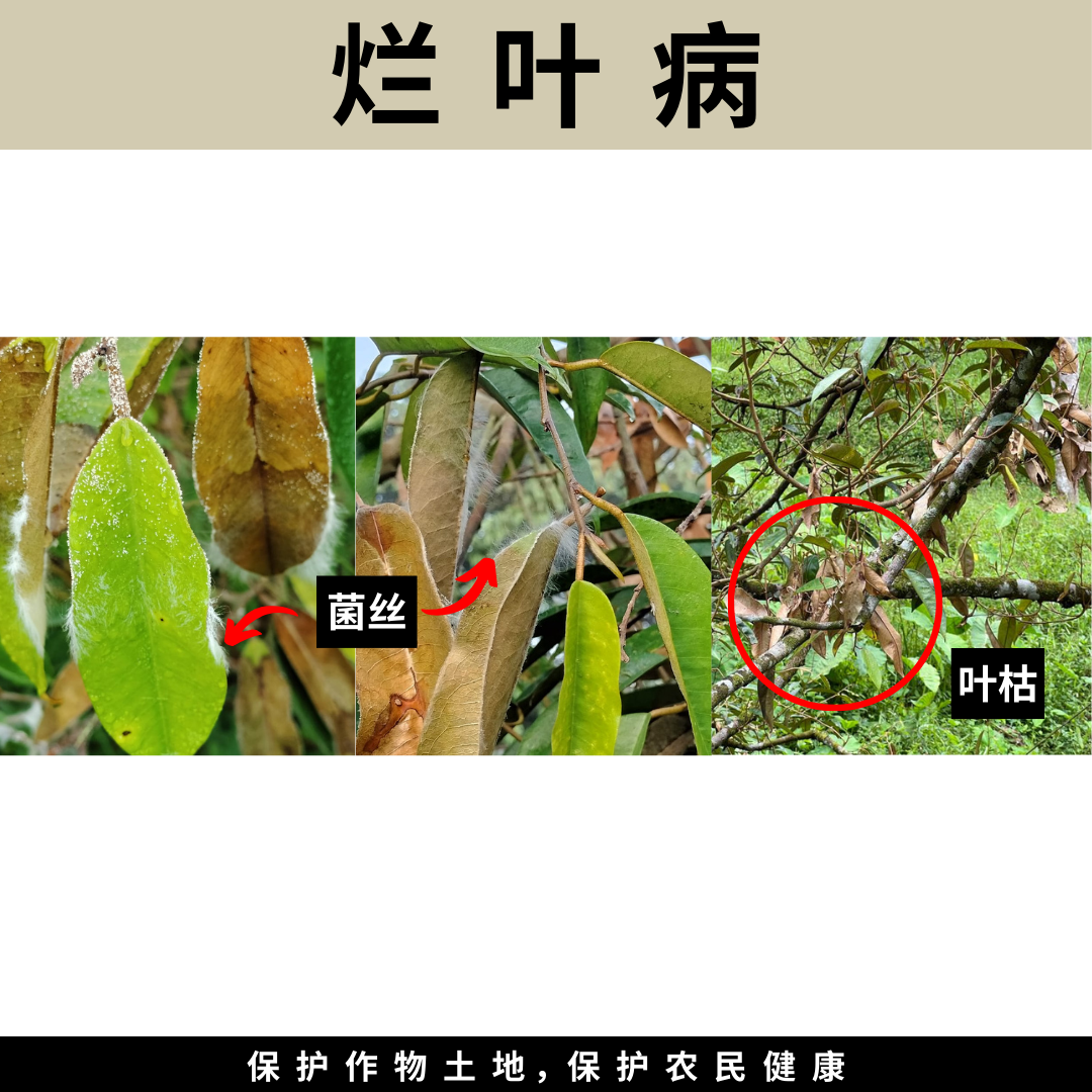 烂叶病 Leaf Blight