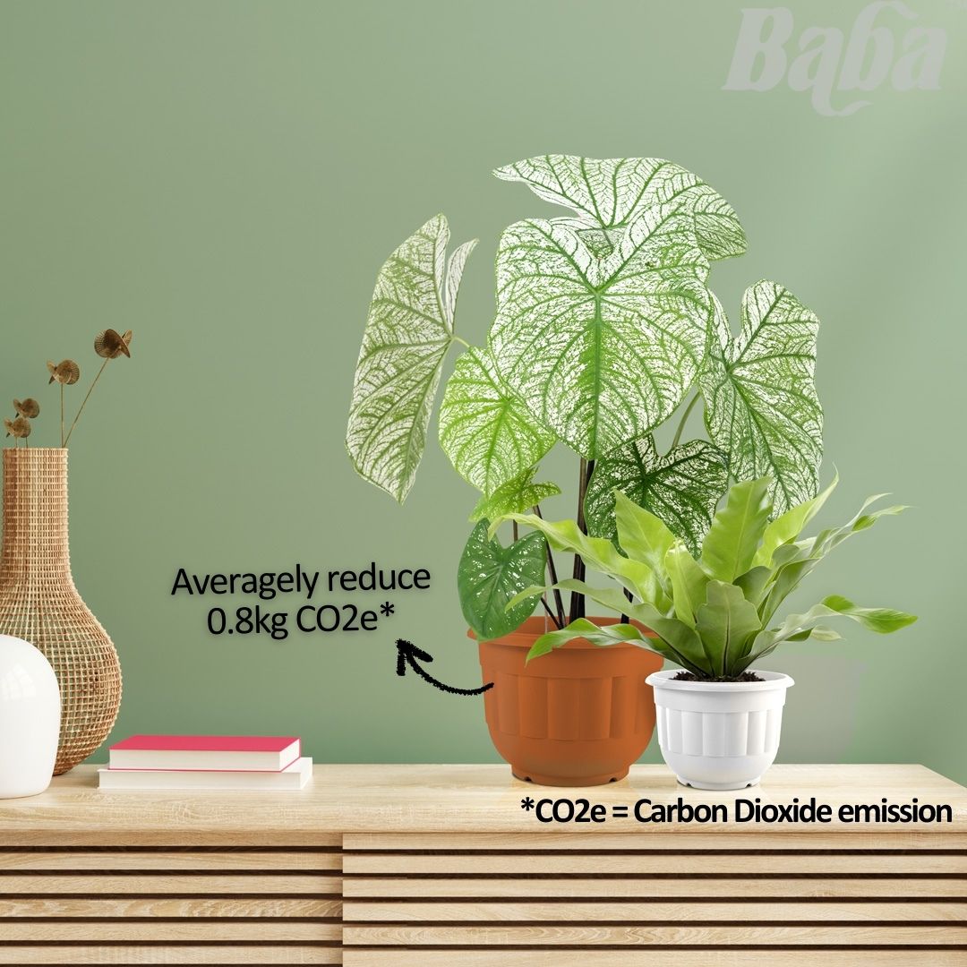 Flower Pot - Table Top