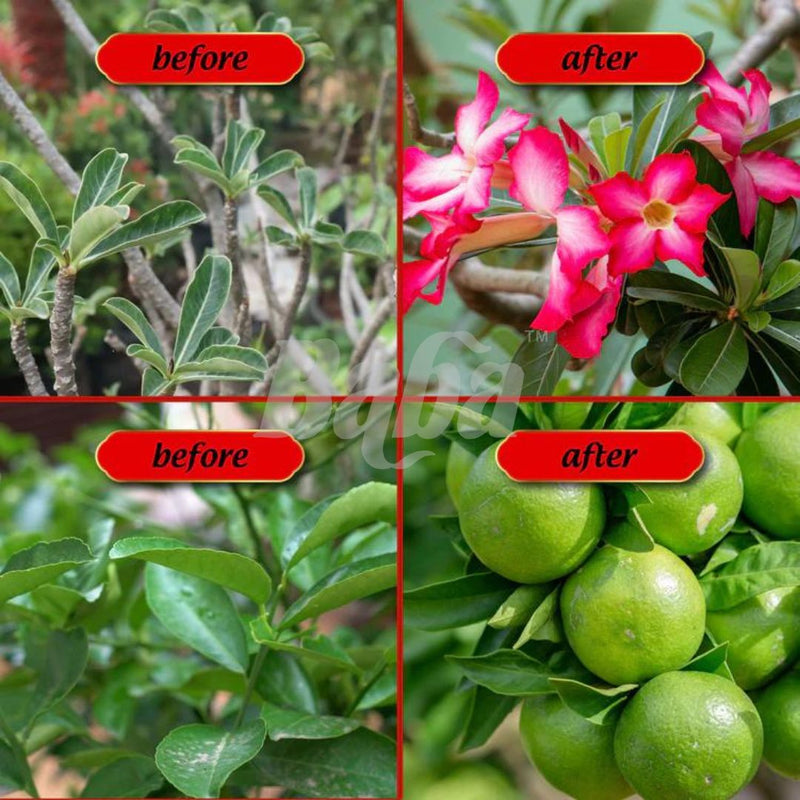 Mr Ganick 50X Flowering Fertilizer Ready To Use (500ML)
