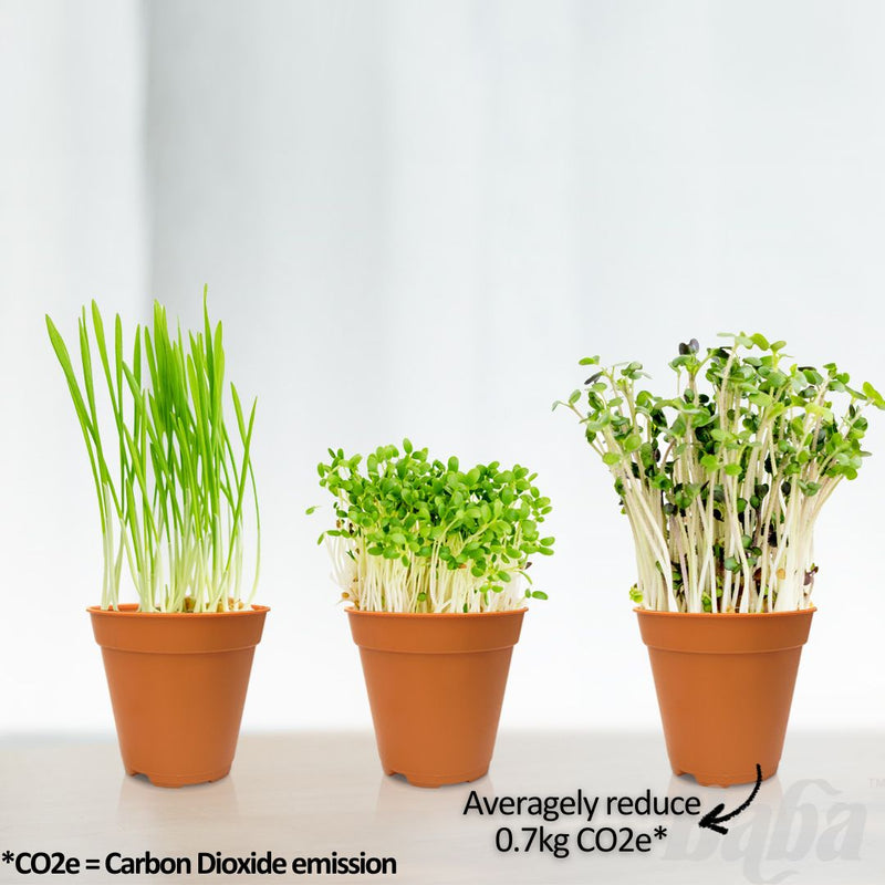 Baba Seedling Pot