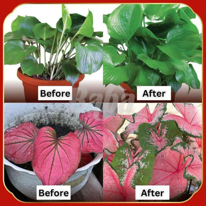 Mr Ganick 20X Foliage Fertilizer (250ML)