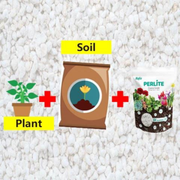 Illustration of soil, plant, and perlite